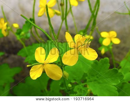 Chelidonium is the scientific name not only of the genus of flowering plants but also of the insect family (beetles) from the family of barbel (Cerambycidae).