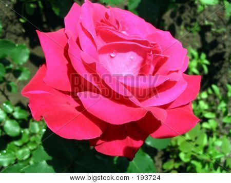 Rosa Ros