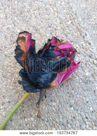 Semi ashes pink rose burnt from fire.