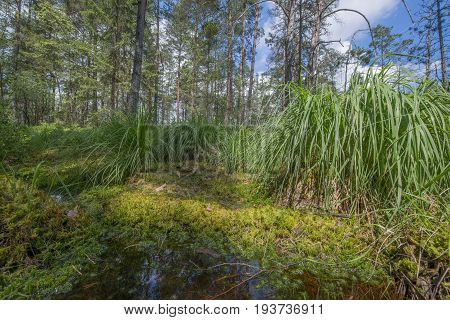 Peat bogs - National Nature Reserve - Cervene blatoTrebonsko Crech republic Europe