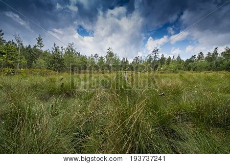 Peat bogs - National Nature Reserve - Cervene blatoTrebonsko Crech republic Europe