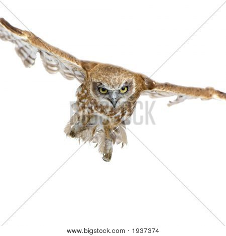 New Zealand Owl (3 Jahre)