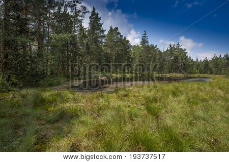 Peat bogs - National Nature Reserve - Cervene blatoTrebonsko Crech republic Europe