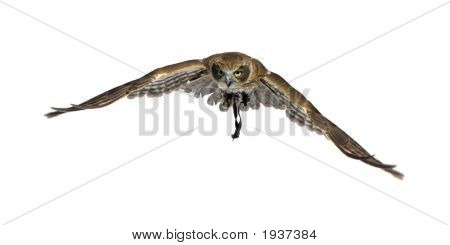 New Zealand Owl (3 Jahre)