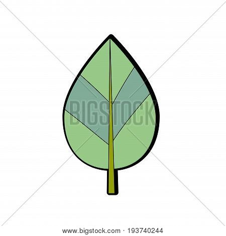 natural leaf botany of tropical plant vector illustration