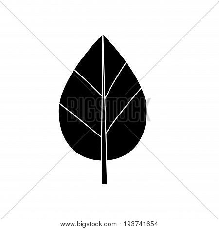 contour natural leaf botany of tropical plant vector illustration