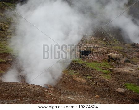 Hveragerdi Valey Of Hot Streams And Waterfalls In Iceland
