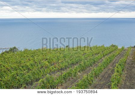 Vineyard on a Black Sea shore at a fall season Crimea Ukraine.