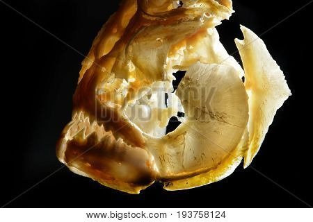 skull of a piranha on a dark background