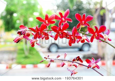 Red aranda orchid with blur car background.