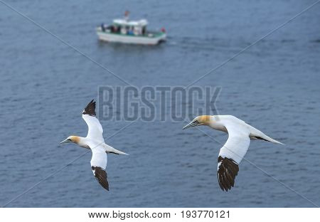 Northern gannet (Morus bassanus) Helgoland island Germany
