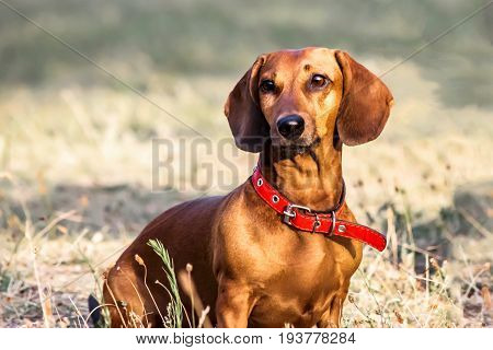 A beautiful dachshund dog sitting outdoor at summer