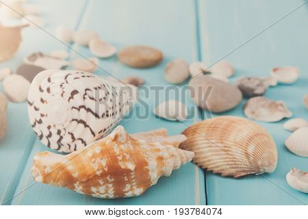 Seashells on blue wood, sea vacation background space on wooden planks