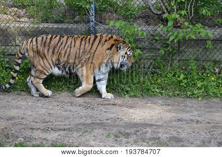 A tiger pacing along a dirt path