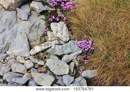 Pink wildflowers photographed on top of Mount Santis. Alpine azalea.