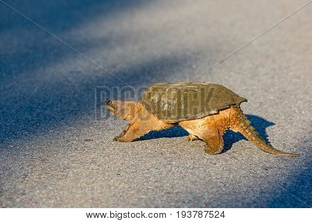 Snapping Turtle (Chelydra serpentina) crossing a blacktop road in Wisconsin during the summer