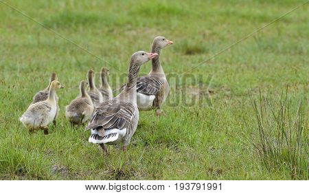goose (Anser anser) - Lake Neusiedl - Hungary