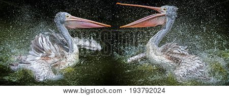 two pelicans bathing in pond - Pelecanus philippensis