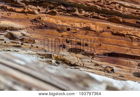 Old wooden beam affected by woodworm. Wood-eating larvae of species of beetle
