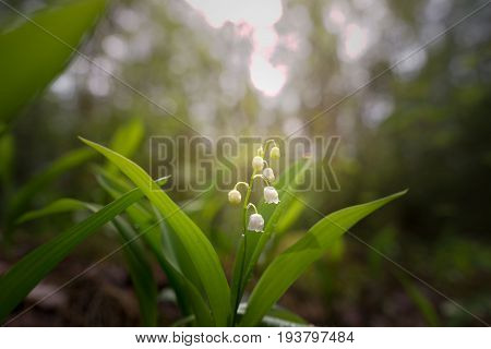 Lily Of The Valley Blossomed In The Dark Forest
