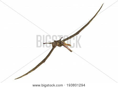 3D Rendering Pterodactyl Anhanguera On White