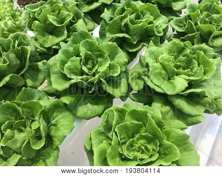 Hydroponic vegetable farm Agriculture and food concept. (Butter head Lettuce salad)