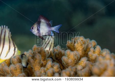 Two Stripe Damselfish (dascyllus Reticulatus) Fish