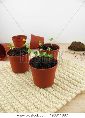 Small mimosa plants in a little flowerpot