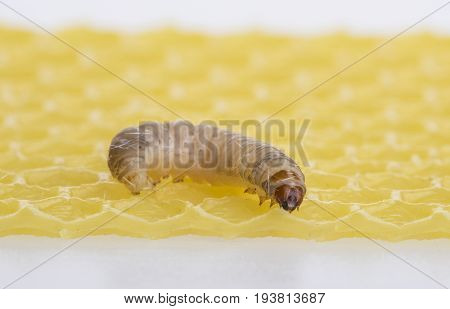 Galleria mellonella; wax moth - bee parasite - microscope photo