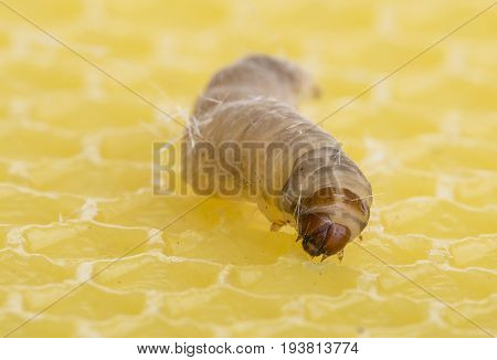 Galleria mellonella; wax moth - bee parasite - microscope photo