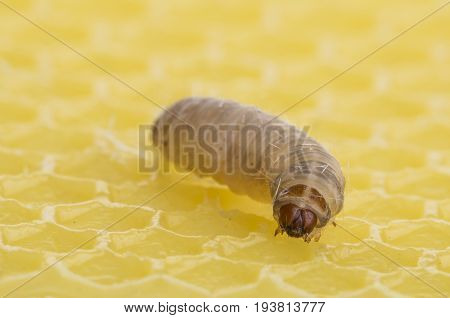 Galleria mellonella; wax moth - bee parasite - microscope photo
