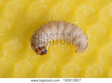 Galleria mellonella; wax moth - bee parasite - microscope photo