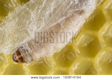 Galleria mellonella; wax moth - bee parasite - microscope photo