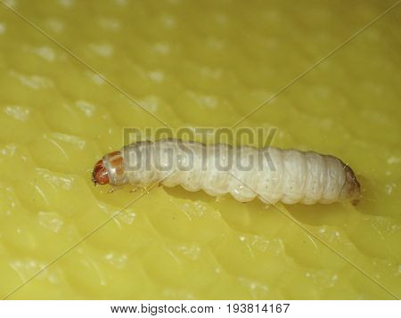Galleria mellonella; wax moth - bee parasite - microscope photo
