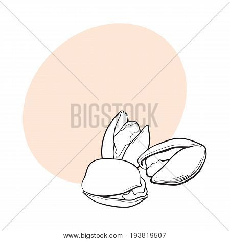 Group of black and white pistachio nuts, shelled and unshelled, sketch style vector illustration with space for text. Realistic hand drawing of pistachio nuts