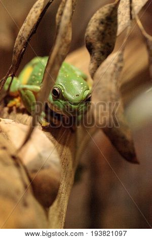 Magnificent tree frog Litoria splendida can be found in Australia and can be found in caves.