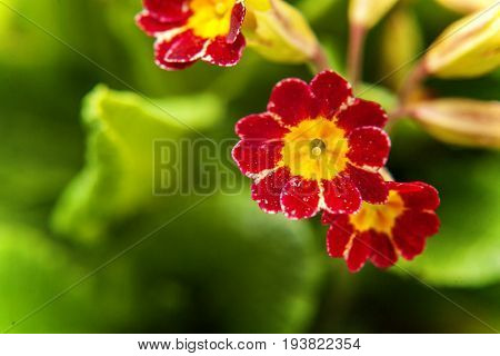 Perennial primrose or primula in the spring garden. Spring primroses flowers, primula polyanthus. Red primroses in spring woods. Primroses in spring. The beautiful colors primrose flowers garden.