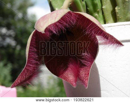 Stapelia In Complete Dissolution Of The Flower On A Blurred Background Of Trees