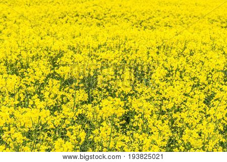 Canola, Rapeseed, Colza Flowers Background