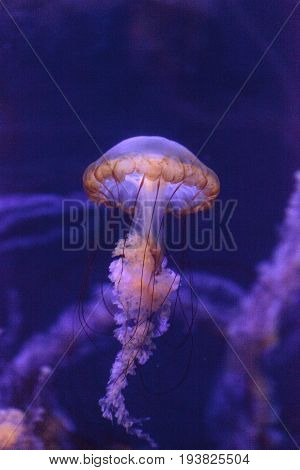 Pacific Sea Nettle Called Chrysaora Fuscenscens