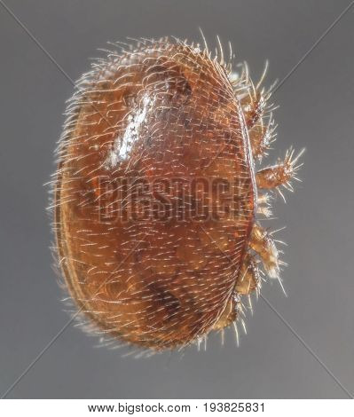 Varroa destructor bee parasite - microscope photo