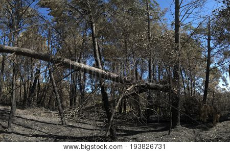 Fully grown pine trees broken down and burnt in the forest by the wind and fire of a firestorm. Pedrogao Grande Portugal.