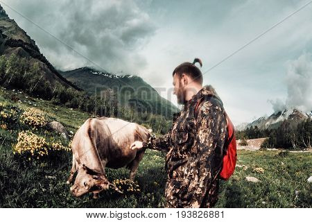 Man With A Backpack In Camouflage With Caucasian Bulls And Cows On The Mountain Pastures In The Trac