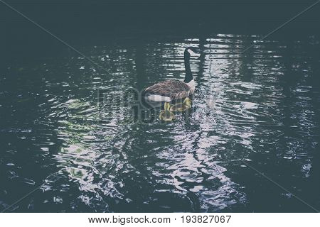 A retro photo of a family of geese swimming in the water.