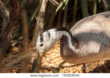 Bar-headed Goose Anser Indicus