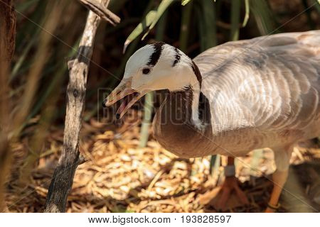 Bar-headed Goose Anser Indicus