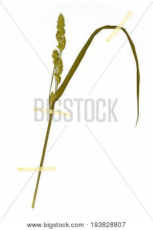 grass Dactylis glomerata - a Herbarium sheet