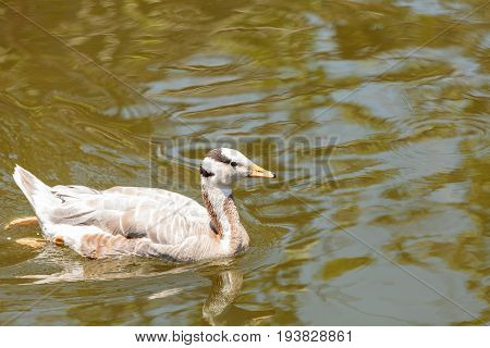 Bar-headed Goose Anser Indicus