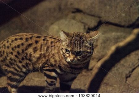 Black-footed Cat Felis Nigripes