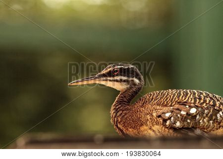 Elegant Crested Tinamou Called Eudromia Elegans Elegans